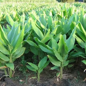 Finger Root Live Plant 4-6 inches - Chinese Ginger, Krachai Herb Starter - Image 2
