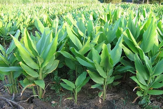Finger Root Live Plant 4-6 inches - Chinese Ginger, Krachai Herb Starter - Image 2