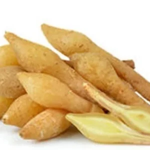 Finger Root Live Plant 4-6 inches - Chinese Ginger, Krachai Herb Starter - Image 3