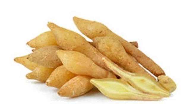 Finger Root Live Plant 4-6 inches - Chinese Ginger, Krachai Herb Starter - Image 3
