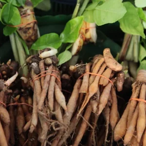Finger Root Live Plant 4-6 inches - Chinese Ginger, Krachai Herb Starter - Image 4