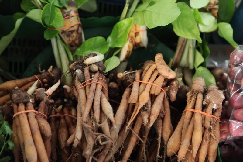 Finger Root Live Plant 4-6 inches - Chinese Ginger, Krachai Herb Starter - Image 4
