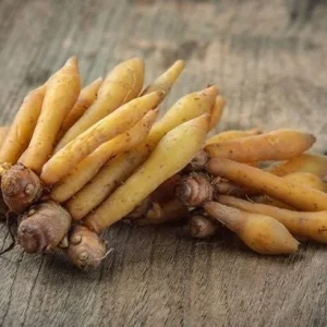 Finger Root Live Plant 4-6 inches - Chinese Ginger, Krachai Herb Starter - Image 5