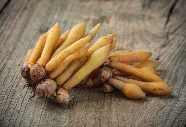 Finger Root Live Plant 4-6 inches - Chinese Ginger, Krachai Herb Starter - Image 5
