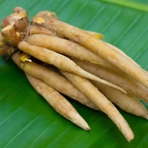 Finger Root Live Plant 4-6 inches - Chinese Ginger, Krachai Herb Starter - Image 6