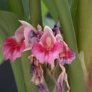 Finger Root Live Plant 4-6 inches - Chinese Ginger, Krachai Herb Starter - Image 8