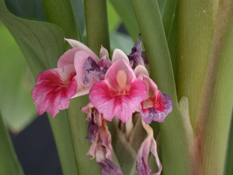 Finger Root Live Plant 4-6 inches - Chinese Ginger, Krachai Herb Starter - Image 8