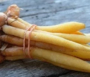 Finger Root Live Plant 4-6 inches - Chinese Ginger, Krachai Herb Starter - Image 1