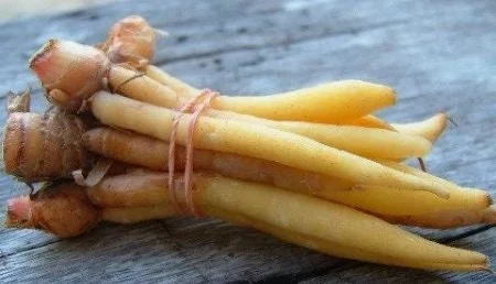 Finger Root Live Plant 4-6 inches - Chinese Ginger, Krachai Herb Starter - Image 1