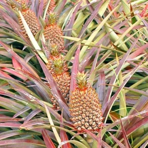 Florida Special Pineapple Live Plant - Ananas Comosus Fruit Tree - Indoor/Outdoor - Image 2