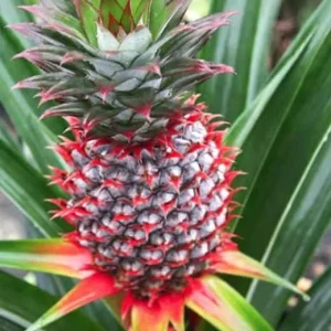 Florida Special Pineapple Live Plant - Ananas Comosus Fruit Tree - Indoor/Outdoor - Image 3