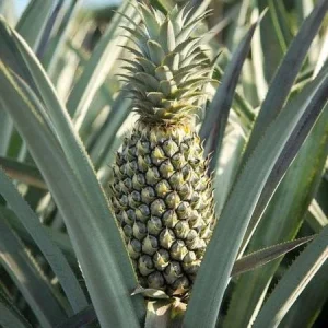 Florida Special Pineapple Live Plant - Ananas Comosus Fruit Tree - Indoor/Outdoor - Image 4