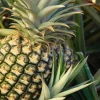 Florida Special Pineapple Live Plant - Ananas Comosus Fruit Tree - Indoor/Outdoor - Image 1