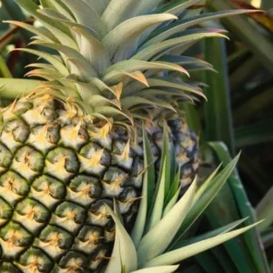 Florida Special Pineapple Live Plant - Ananas Comosus Fruit Tree - Indoor/Outdoor - Image 1