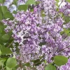 Flowerfesta Purple Lilac Live Plant - Fragrant Shrub, 7 Inch Starter - Image 1