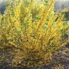Forsythia 'Flying Machine' Live Plant - Golden Yellow Flowers - 7 Inch Starter - Image 1