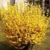 Forsythia Magical Gold Live Plant - Starter Shrub, 4-7 Inch Tall, Yellow Blooms - Image 1