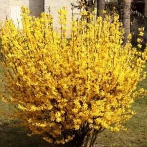 Forsythia Magical Gold Live Plant - Starter Shrub, 4-7 Inch Tall, Yellow Blooms - Image 1