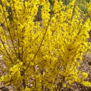 Forsythia Mini Gold Live Plant - Yellow Flowering Shrub - 4-7 Inch Starter - Image 1