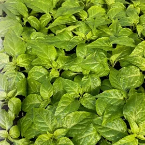 Fried Chicken Super Hot Pepper Live Plants, 3 Pack, 75+ Days Old, Outdoor - Image 2