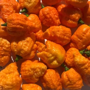 Fried Chicken Super Hot Pepper Live Plants, 3 Pack, 75+ Days Old, Outdoor - Image 3