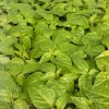 Fried Chicken Super Hot Pepper Live Plants, 3 Pack, 75+ Days Old, Outdoor - Image 1