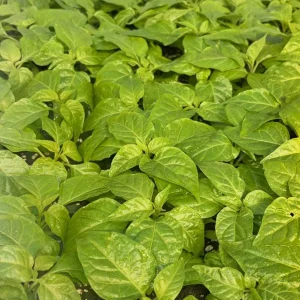 Fried Chicken Super Hot Pepper Live Plants, 3 Pack, 75+ Days Old, Outdoor - Image 1