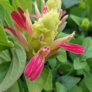 Fruit Cocktail Shrimp Plant (Beloperone guttata) - Pack of 3 Live Starter Plants, 4-6 Inches Tall, Multi-Colored Blooms - Image 2