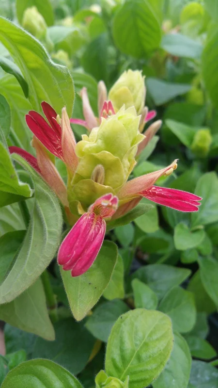 Fruit Cocktail Shrimp Plant (Beloperone guttata) - Pack of 3 Live Starter Plants, 4-6 Inches Tall, Multi-Colored Blooms - Image 2