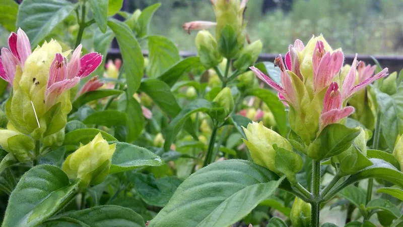 Fruit Cocktail Shrimp Plant (Beloperone guttata) - Pack of 3 Live Starter Plants, 4-6 Inches Tall, Multi-Colored Blooms - Image 3