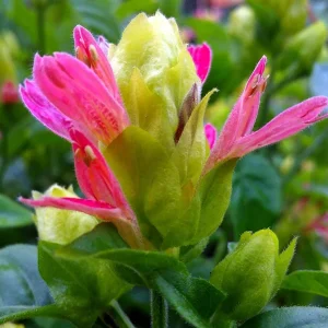 Fruit Cocktail Shrimp Plant (Beloperone guttata) - Pack of 3 Live Starter Plants, 4-6 Inches Tall, Multi-Colored Blooms - Image 4