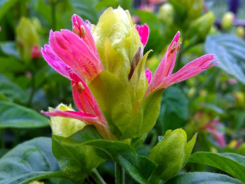 Fruit Cocktail Shrimp Plant (Beloperone guttata) - Pack of 3 Live Starter Plants, 4-6 Inches Tall, Multi-Colored Blooms - Image 4