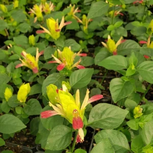 Fruit Cocktail Shrimp Plant (Beloperone guttata) - Pack of 3 Live Starter Plants, 4-6 Inches Tall, Multi-Colored Blooms - Image 5