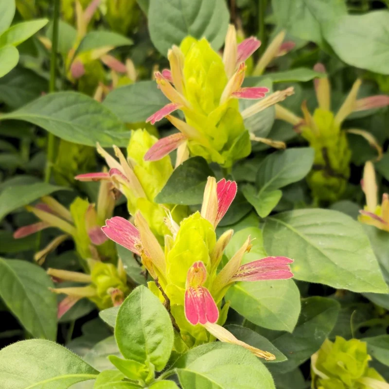 Fruit Cocktail Shrimp Plant (Beloperone guttata) - Pack of 3 Live Starter Plants, 4-6 Inches Tall, Multi-Colored Blooms - Image 6
