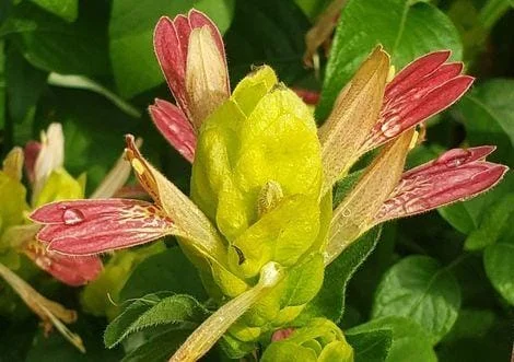 Fruit Cocktail Shrimp Plant (Beloperone guttata) - Pack of 3 Live Starter Plants, 4-6 Inches Tall, Multi-Colored Blooms - Image 7