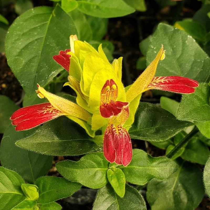 Fruit Cocktail Shrimp Plant (Beloperone guttata) - Pack of 3 Live Starter Plants, 4-6 Inches Tall, Multi-Colored Blooms - Image 8