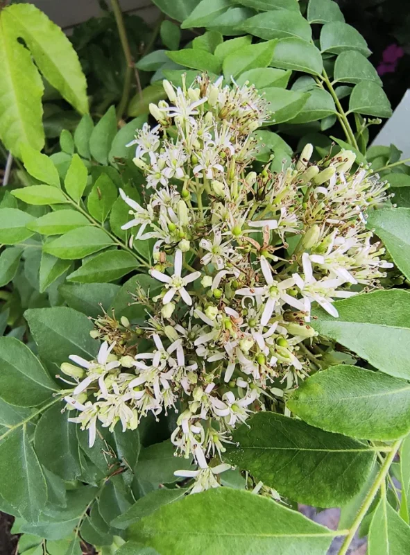Gamthi Live Plant 10-12 Inches Tall - Unique Houseplant / Outdoor Shrub - Image 2