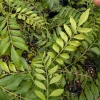 Gamthi Live Plant 10-12 Inches Tall - Unique Houseplant / Outdoor Shrub - Image 1