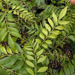 Gamthi Live Plant 10-12 Inches Tall - Unique Houseplant / Outdoor Shrub - Image 1