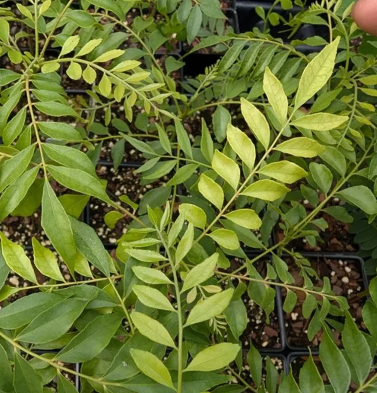 Gamthi Live Plant 10-12 Inches Tall - Unique Houseplant / Outdoor Shrub - Image 1