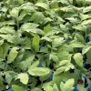 German Johnson Heirloom Tomato Live Plant, 2-Pack, 6-10 inches Tall, Outdoor - Image 1