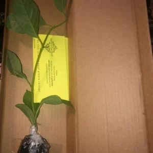 Giant Granadilla Live Plant - Edible Passiflora quadrangularis Vine - Image 2