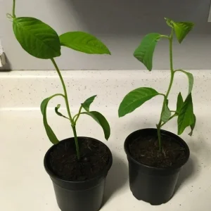 Giant Granadilla Live Plant - Edible Passiflora quadrangularis Vine - Image 3