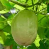 Giant Granadilla Live Plant - Edible Passiflora quadrangularis Vine - Image 1
