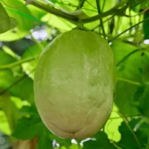 Giant Granadilla Live Plant - Edible Passiflora quadrangularis Vine - Image 1