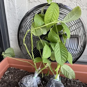 Giant Granadilla Live Plant - Edible Passiflora quadrangularis Vine - Image 5