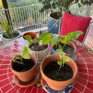 Giant Granadilla Live Plant - Edible Passiflora quadrangularis Vine - Image 6