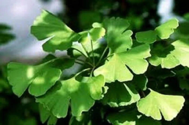 Ginkgo Biloba Maidenhair Tree Live Plant - Starter - Approx 5-7 Inch Tall - Image 1