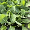 Golden Cross Cabbage Live Plants - Pack of 6, 6 inches Tall, Outdoor Vegetable - Image 1