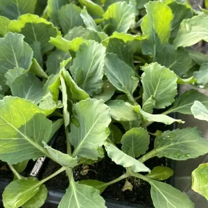Golden Cross Cabbage Live Plants - Pack of 6, 6 inches Tall, Outdoor Vegetable - Image 1